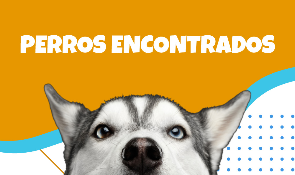 Perros encontrados