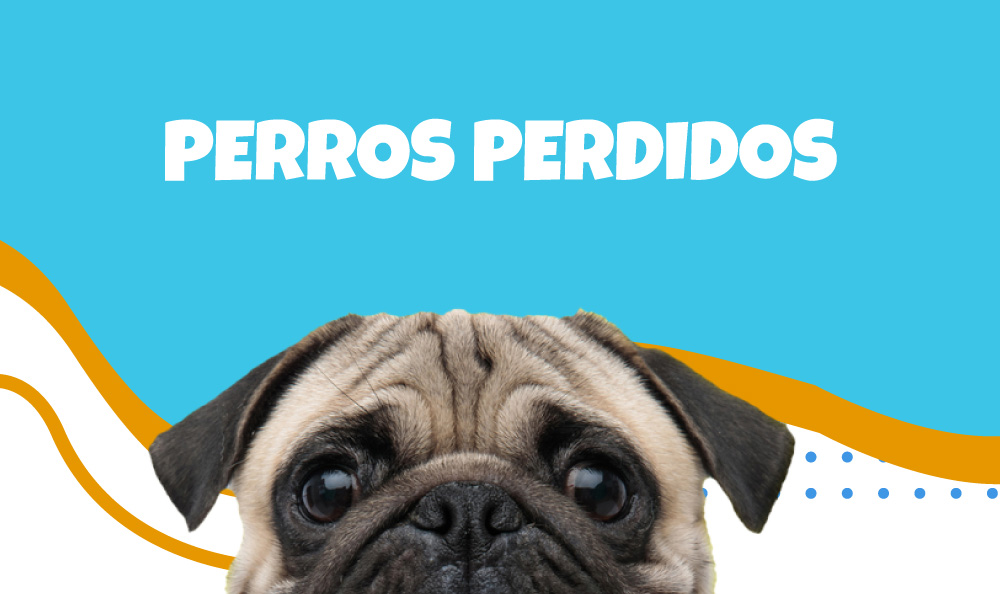 Perros perdidos